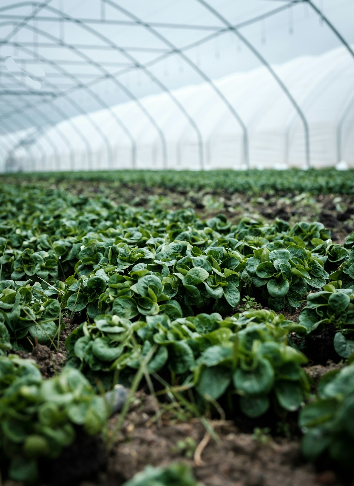 Reducing Labor Demands with Agri-Tech